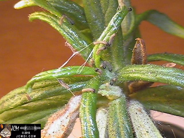 Chalcedon Checkerspot (Euphydryas chalcedona) newly-hatched larvae